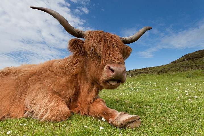 Highland Cattle